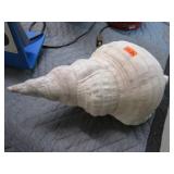 LARGE CONCHE SHELL