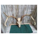 DEER SKULL W/ 7 POINT RACK