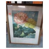 ARNOLD ARBORETUM FLOWER PRINT