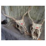 2-- DEER SKULLS