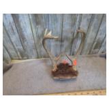 DEER ANTLERS