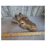 DECORATIVE GIRAFF HEAD