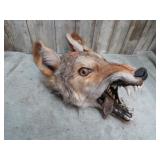 COYOTE HEAD