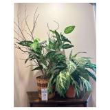 Decorative Baskets / House Plants