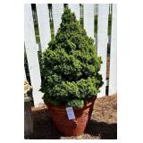 3 - Matching Red Cedar Color Large Plants with Dwarf  Spruce Trees