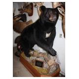 Animal Mount Auction Saturday November 18th