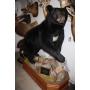 Animal Mount Auction Saturday November 18th