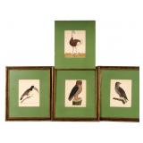 Hand Colored Antique Lithographs of Fowl (4)