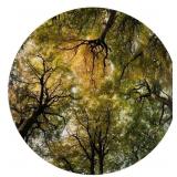 Large Circular Forest Photograph Wall Hanging Large Circular Forest Photograph Wall Hanging