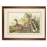 John James Audubon (1785-1851) Mallard Duck Print