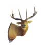 Five Point Mounted Elk Shoulder