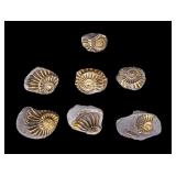 Pyritized Ammonite Fossils- Germany (7 Pc.)