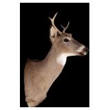 White-Tailed Deer Buck Mount