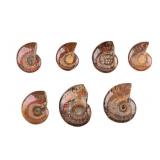 Opalized Ammonites (7 Pc.)