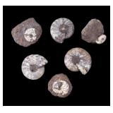 Ammonite Fossils Craspedites Nodiger (6 Pc.)