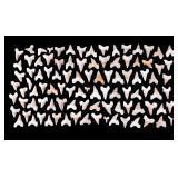 Otodus Fossil Shark Teeth (100 Pc.)