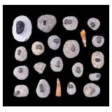 Moroccan Trilobite Fossils + Teeth (21 Pc.)