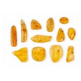 Genuine Amber with Trapped Insects (12 Pc.)