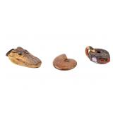 Taxidermied Alligator Head, Pot, Large Fossil
