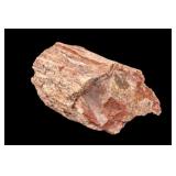 Ancient Petrified Wood Log