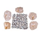 Fossil Shark Teeth Collection