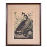 J.J Audubon, R. Havell Canada Goose Lithograph