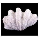 Giant Clam Shell Tridacna Gigas (~19.25" W)