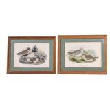 J. Wolf & H.C Richter Color Bird Lithographs (2)