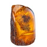 Crab Encrusted Amber Fossil