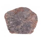 Crinoid Fossil Specimen