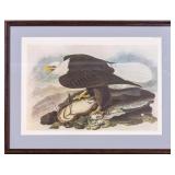 Contemporary Audubon Bald Eagle Print