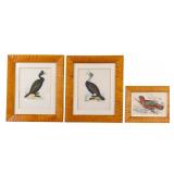 Tiger Maple Framed Hand Colored Lithographs