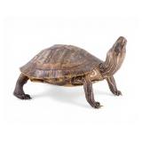 Taxidermy Turtle Specimen