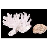 Vintage Natural Coral Specimens