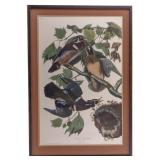 Audubon Wood Duck Reproduction Print