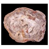 Large Polished Petrified Wood Slab