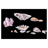 Assorted Seashell Collection