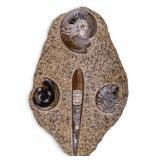 Polished Orthoceras and Ammonite Fossil Specimen