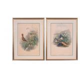 Framed Pair of J. Gould Bird Lithographs