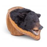 Black Bear Taxidermy Head Trophy Mount