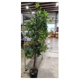 76" Potted Tree