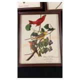 5ct Bird Pictures