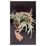 Global Caravan 17" Hanging Plant