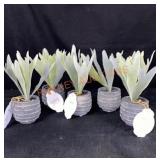 5 -8" Potted Plants-global Caravan