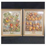 Pair Framed Fruit Prints 14 1/2"x 18"