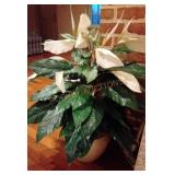 Peace Lily