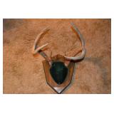 Mounted Antlers