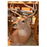 Deer Sholder Mount