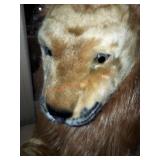 Melissa & George Lion