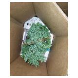 Live Juniper Bonsai Tree